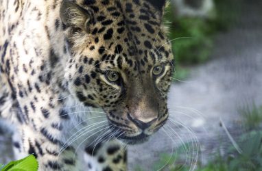 В Приморье строят центр реинтродукции дальневосточного леопарда