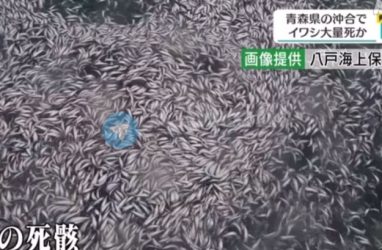 Скопления мёртвой рыбы иваси обнаружили в Японском море