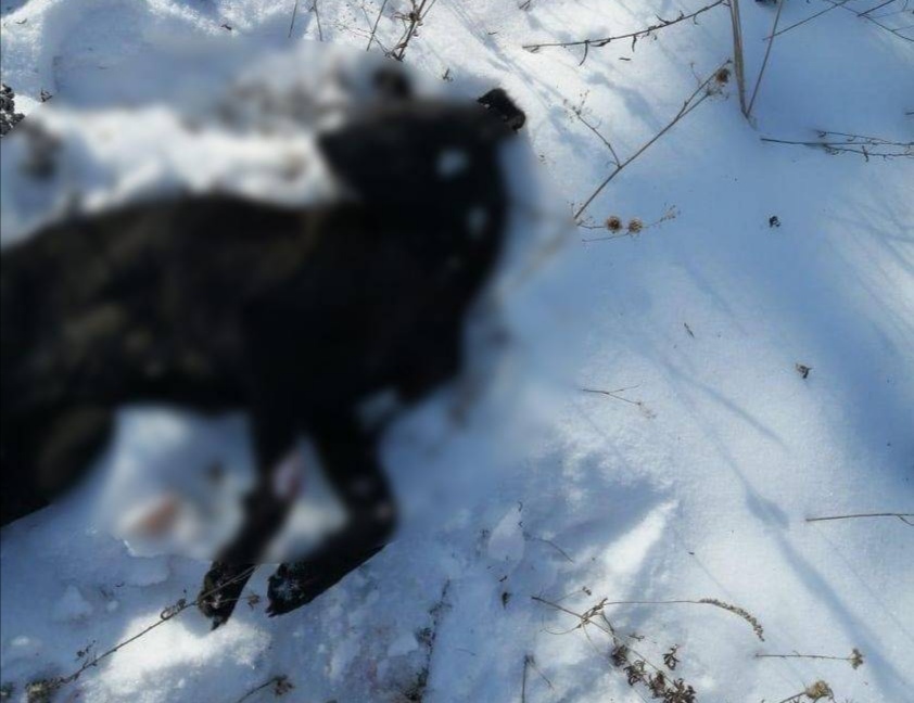 «Жестокость на пределе»: расстрел собак устроили в Приморье — фото