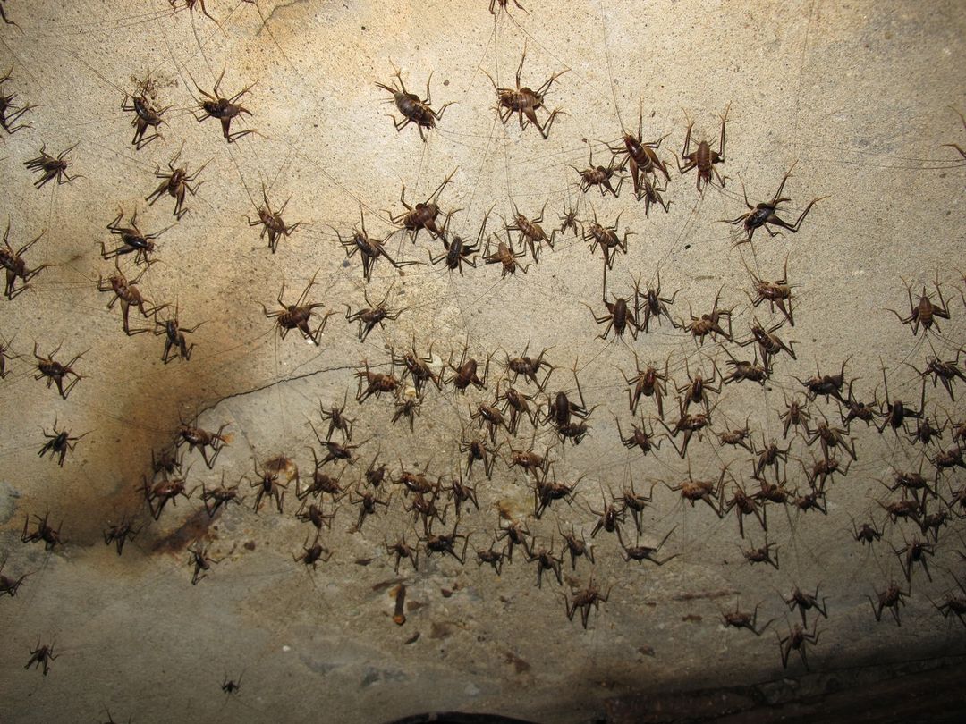 Арахнофобам не смотреть!: о насекомых, живущих в подземельях Владивостока, рассказали диггеры — фото