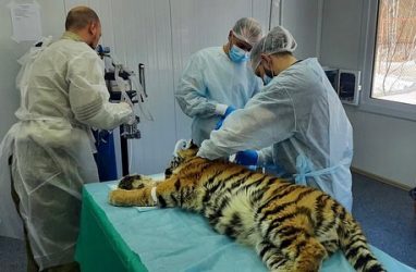 Уже четыре операции пережила маленькая тигрица в Приморье
