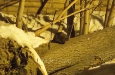 Многоквартирный дом в Приморье атаковали крысы