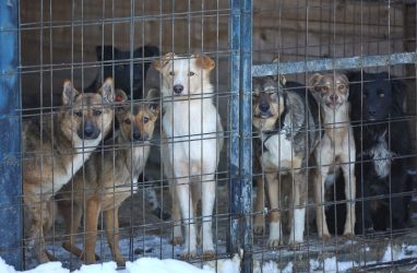 Собак травят в городе президентского внимания в Приморье — очевидцы
