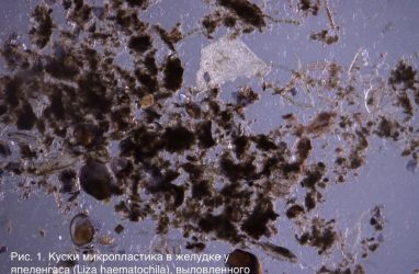 В обитателях Амурского залива накапливается микропластик