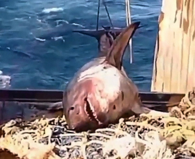 «Монстр просто!»: огромную акулу поймали рыбаки в Приморье — видео