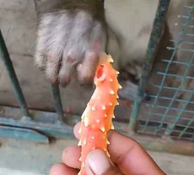 Реакция обезьяны на морской деликатес рассмешила приморцев — видео