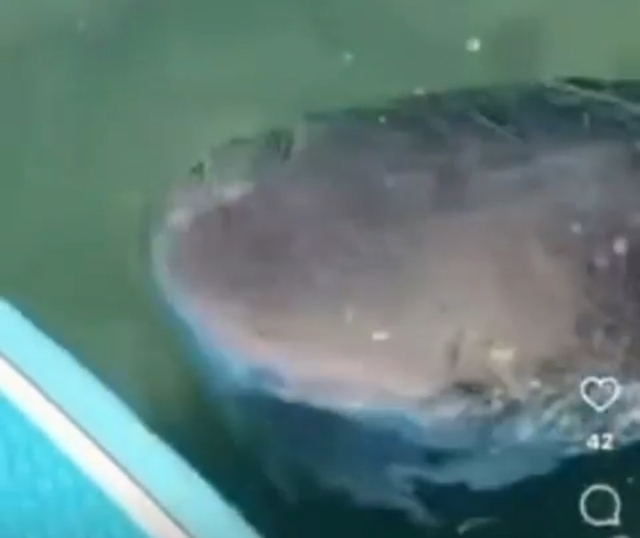 «Круги нарезала»: о нападении акулы в Приморье рассказал мужчина — видео