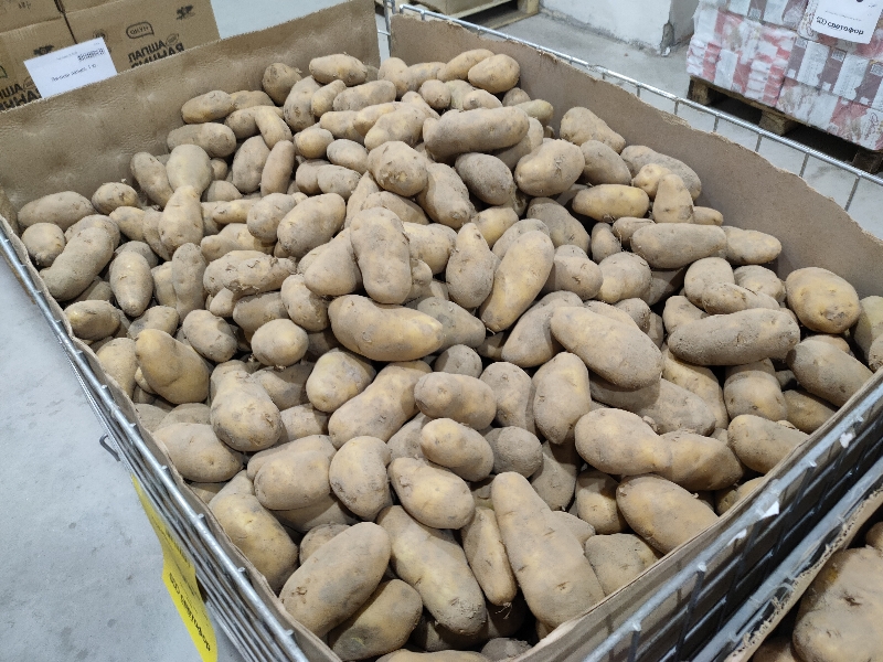Картофель с бурой бактериальной гнилью пытались завезти в Приморье из Китая