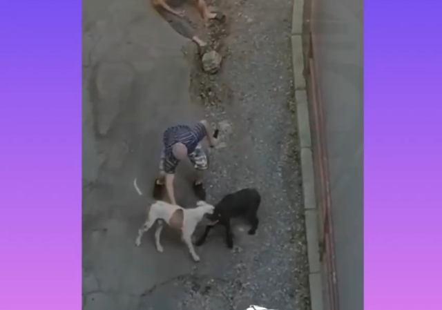 Кошмарное убийство собаки записали на видео во Владивостоке (18+)
