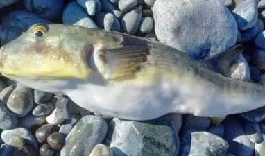 Очень опасную рыбу вновь поймали в Приморье