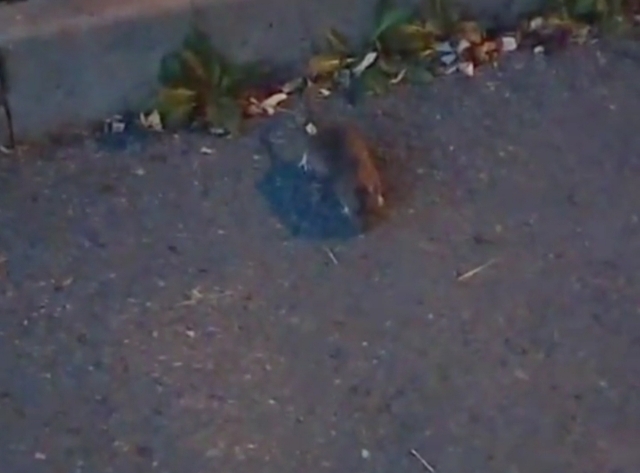 Шокирующие восемь секунд: нападение крысы на женщину попало на видео во Владивостоке
