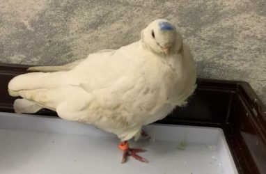 Во Владивостоке ищут хозяина чипированного голубя