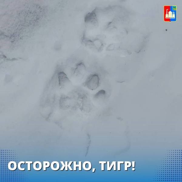 Загрыз собаку: приморцев предупреждают о тигре в Спасском районе