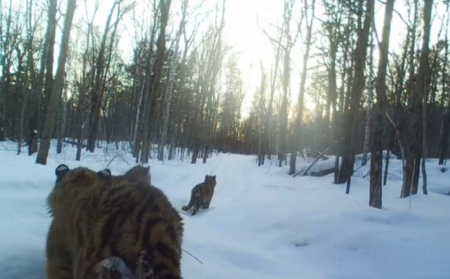 Тигриное семейство совершило набег на фотоловушку в Хабаровском крае — видео