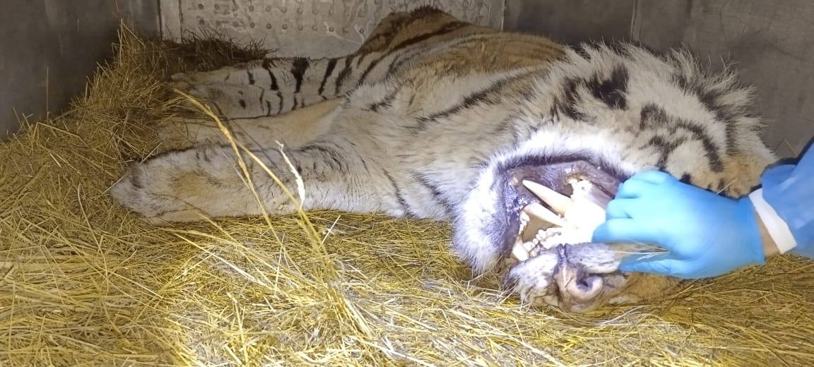 Специалисты прокомментировали нападение тигра на человека в Хабаровском крае. Зверь погиб
