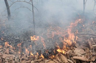 За сутки в Приморье потушили шесть природных пожаров