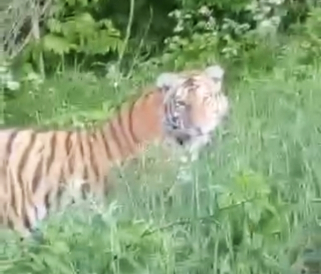 В Приморье женщина повстречала сразу двух тигров за один день — видео