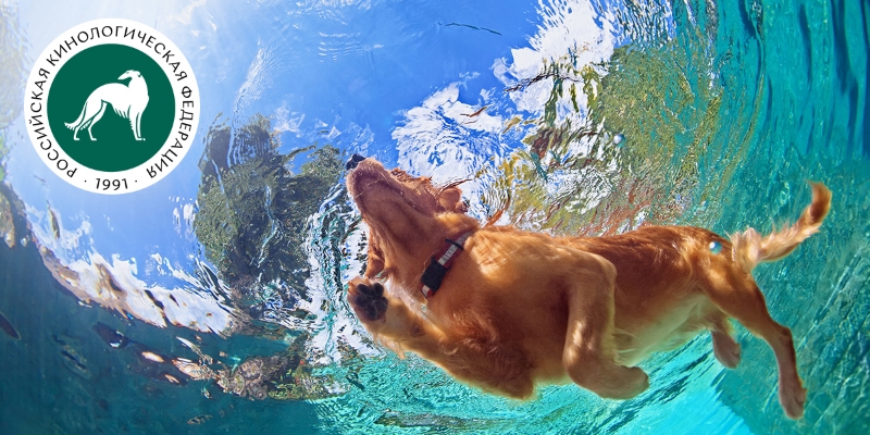 Актуально для приморцев. Можно ли собакам купаться в море?