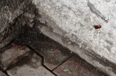 Во Владивостоке не будут травить жуков в подземном переходе на «Молодёжной»