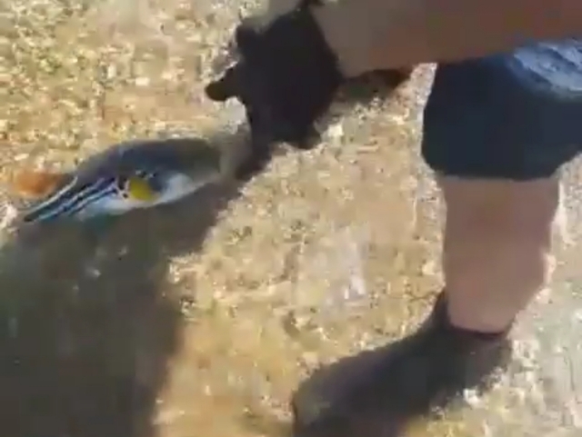 «Плыви!». Жители Владивостока пытались спасти рыбу фугу (видео)