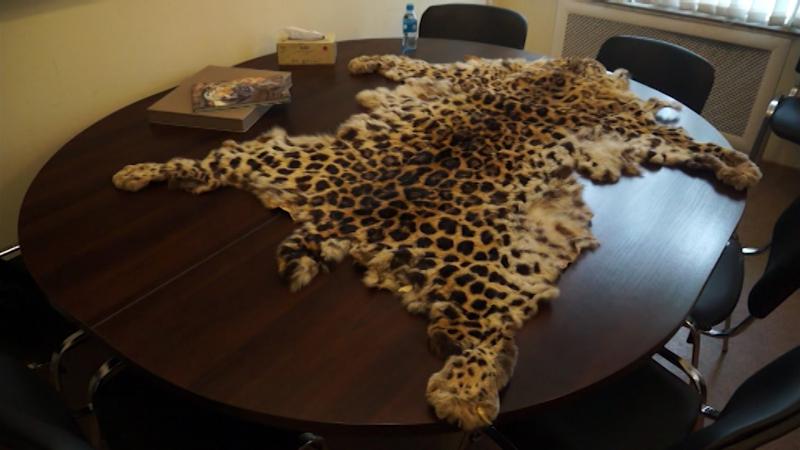 Приморцу, хранившему шкуру дальневосточного леопарда, вынесли приговор (видео)