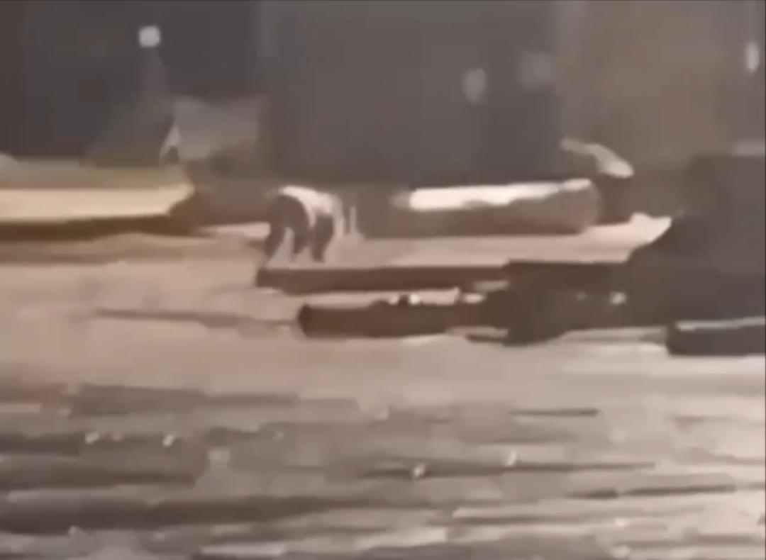 В Приморье тигра прогнали с территории предприятия громкими криками (видео)