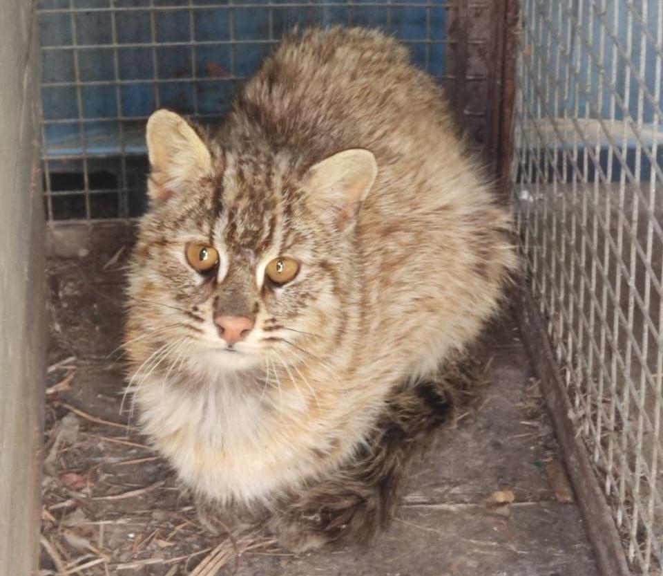 В Приморье редкий лесной кот попал под машину. Его прооперировали (подробности)
