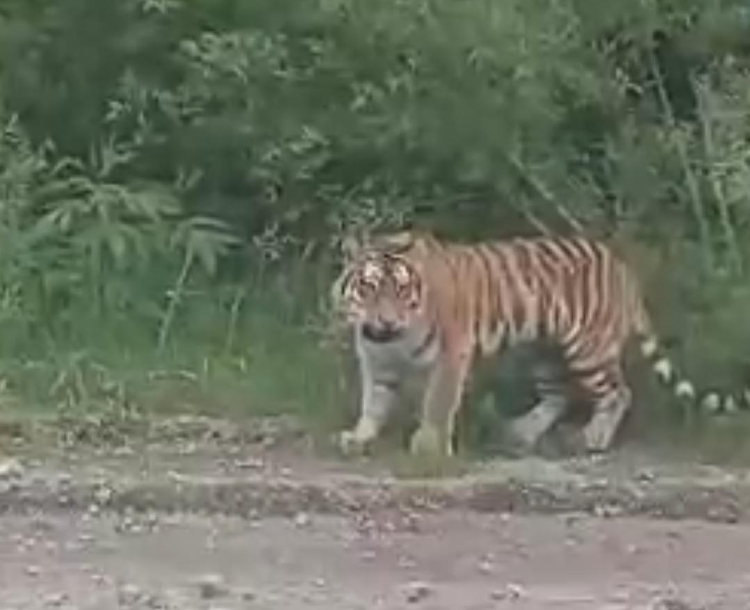 Тигрицу с тигрёнком встретили автомобилисты в Приморье (видео)