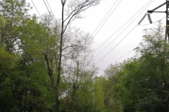 edf