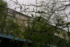 edf