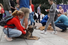 Во Владивостоке во второй раз провели благотворительный фестиваль-выставку собак «Дорога домой»