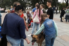 Во Владивостоке во второй раз провели благотворительный фестиваль-выставку собак «Дорога домой»