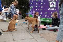 Во Владивостоке во второй раз провели благотворительный фестиваль-выставку собак «Дорога домой»