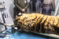 <strong>В Дальнереченском районе Приморского края отловлена тигрица, нападавшая на собак.  В ближайшем будущем проведут ряд тестов и оценят возможность возвращения ее в дикую природу, вдали от населенных пунктов. Фото - центр "Амурский тигр"</strong>