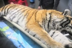 <strong>В Дальнереченском районе Приморского края отловлена тигрица, нападавшая на собак.  В ближайшем будущем проведут ряд тестов и оценят возможность возвращения ее в дикую природу, вдали от населенных пунктов. Фото - центр "Амурский тигр"</strong>