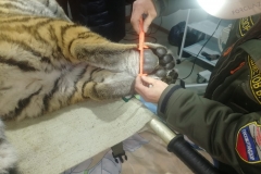 <strong>В Дальнереченском районе Приморского края отловлена тигрица, нападавшая на собак.  В ближайшем будущем проведут ряд тестов и оценят возможность возвращения ее в дикую природу, вдали от населенных пунктов. Фото - центр "Амурский тигр"</strong>