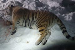 <strong>В Дальнереченском районе Приморского края отловлена тигрица, нападавшая на собак.  В ближайшем будущем проведут ряд тестов и оценят возможность возвращения ее в дикую природу, вдали от населенных пунктов. Фото - центр "Амурский тигр"</strong>
