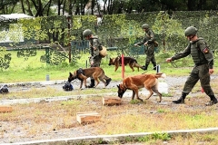 <strong>В Приморье военнослужащие со служебными собаками учились искать мины. Фото - пресс-служба Восточного военного округа</strong>