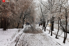 <strong>В ночь на 19 ноября погода во Владивостоке резко ухудшилась, уже утром жители города столкнулись с гололёдом, мокрым снегом и рухнувшими обледенелыми деревьями, перегородившими тротуары и проезжую часть</strong>