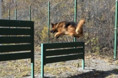 <strong>В дальневосточной столице прошло торжественное мероприятие, приуроченное к дню образования Центра кинологической службы городской полиции</strong>