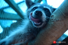 <strong>Енотам тоже понравилась сгущёнка</strong>