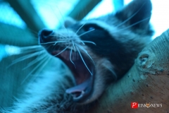 <strong>Енотам тоже понравилась сгущёнка</strong>