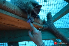 <strong>Енотам тоже понравилась сгущёнка</strong>