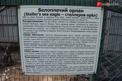 <strong>Белоплечий орлан. Этот пернатый хищник обитает в черте Владивостока</strong>