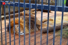 <strong>Лев Бонифаций</strong>