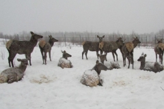 <strong>Фото предоставлено ООО «Заповедная долина»</strong>