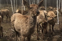 <strong>Фото предоставлено ООО «Заповедная долина»</strong>