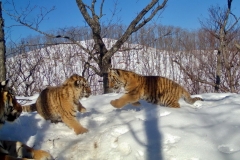 <strong>Фото: пресс-служба ФГБУ «Земля леопарда»</strong>