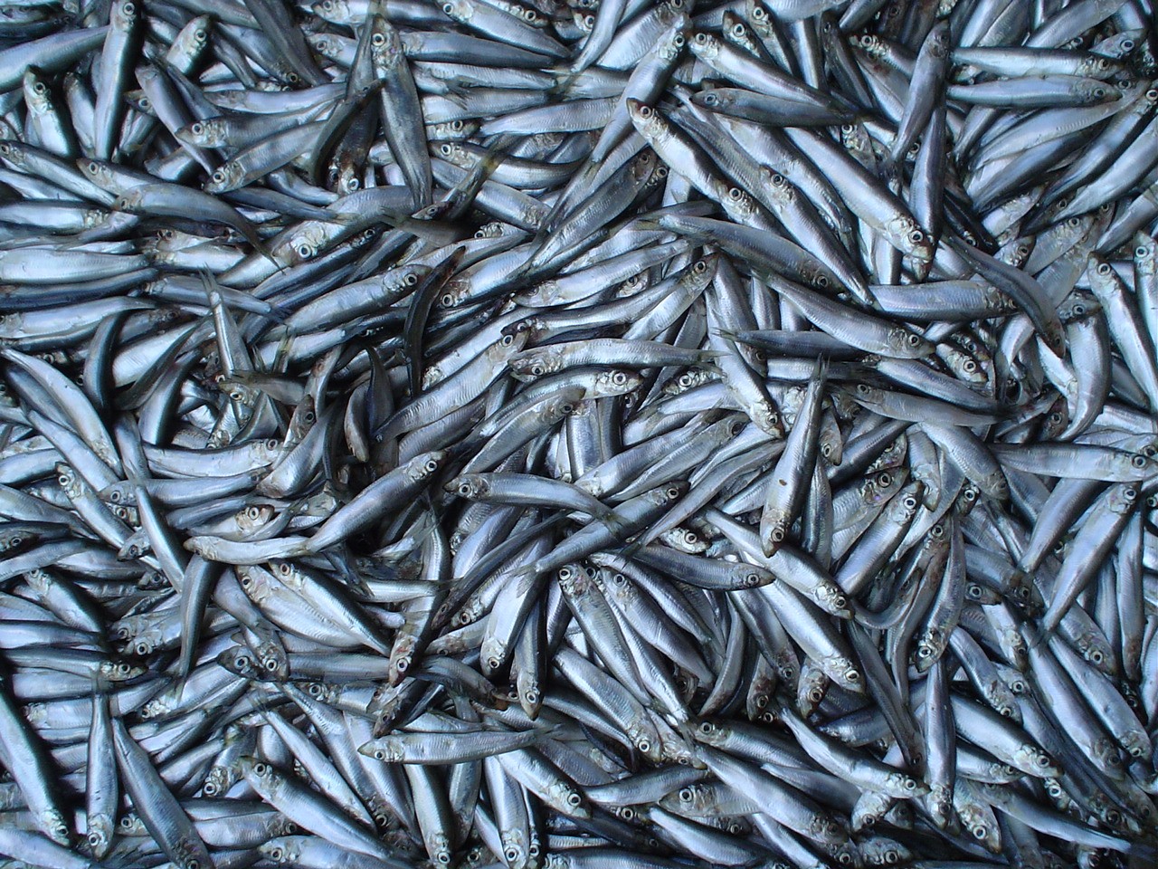 В Приморском крае на рыбной бирже реализовано продукции на 84 млн рублей