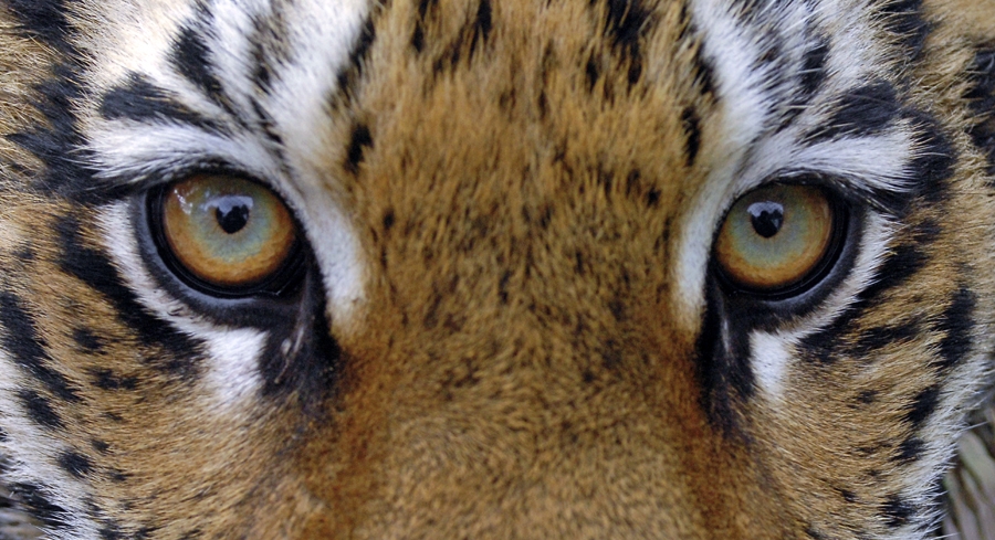 Молодой амурский тигр неожиданно объявился в Артёме